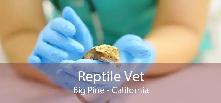 Reptile Vet Big Pine - California