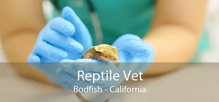 Reptile Vet Bodfish - California