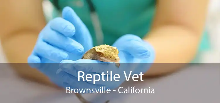 Reptile Vet Brownsville - California