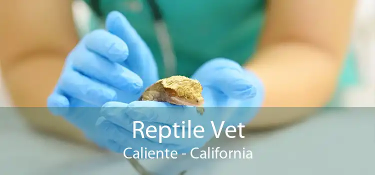 Reptile Vet Caliente - California