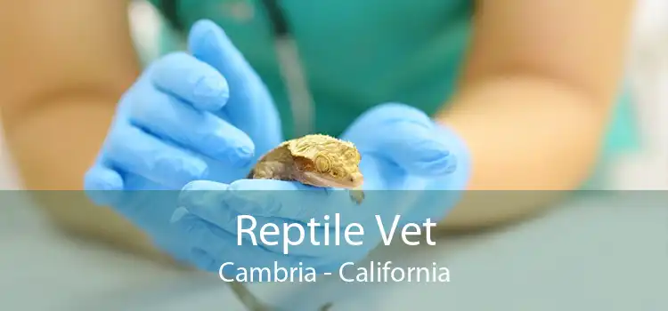 Reptile Vet Cambria - California