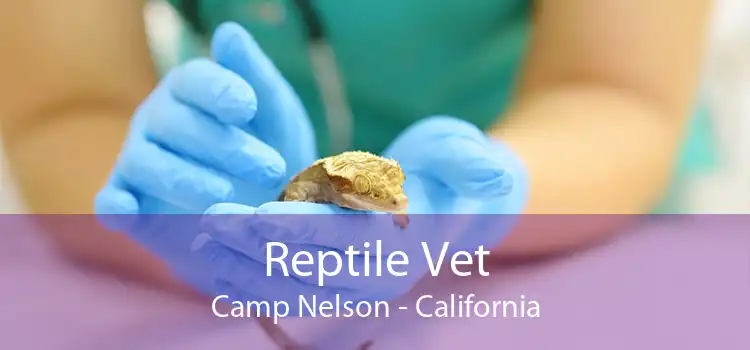 Reptile Vet Camp Nelson - California