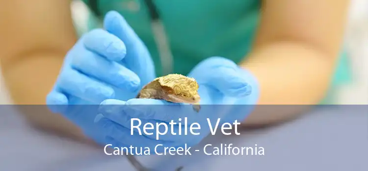 Reptile Vet Cantua Creek - California