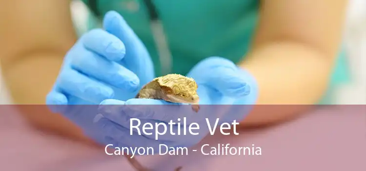 Reptile Vet Canyon Dam - California