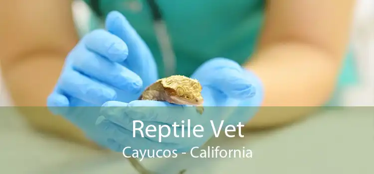 Reptile Vet Cayucos - California