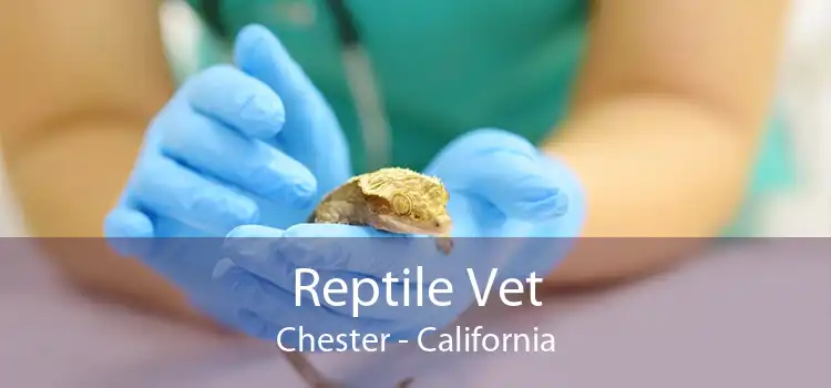 Reptile Vet Chester - California