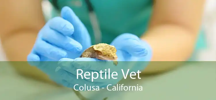 Reptile Vet Colusa - California