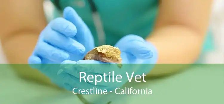 Reptile Vet Crestline - California