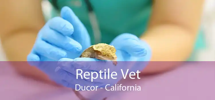 Reptile Vet Ducor - California