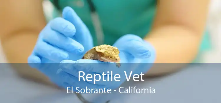 Reptile Vet El Sobrante - California