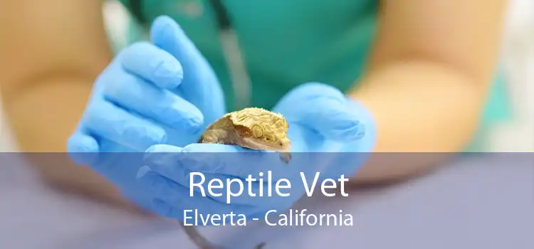 Reptile Vet Elverta - California