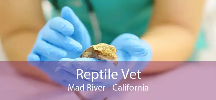 Reptile Vet Mad River - California