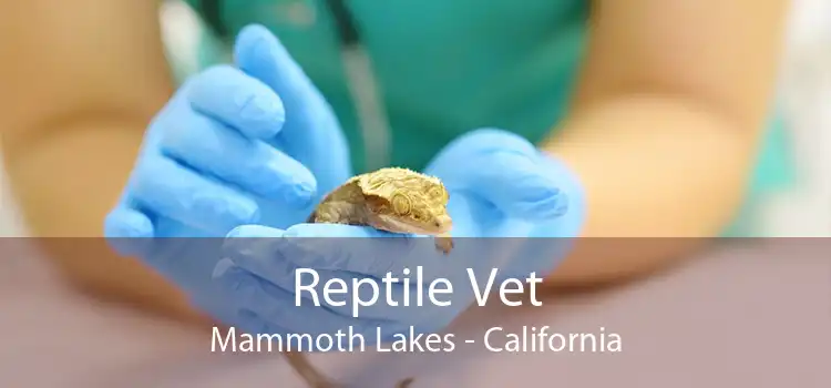 Reptile Vet Mammoth Lakes - California