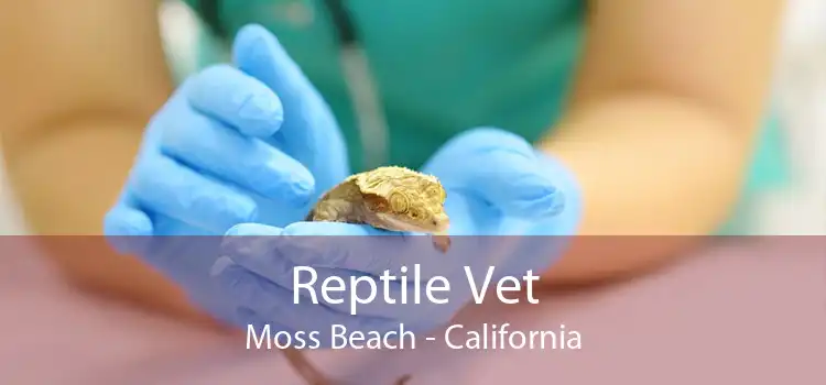 Reptile Vet Moss Beach - California