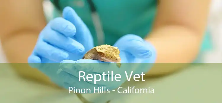 Reptile Vet Pinon Hills - California