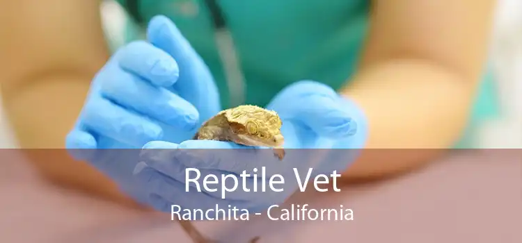 Reptile Vet Ranchita - California