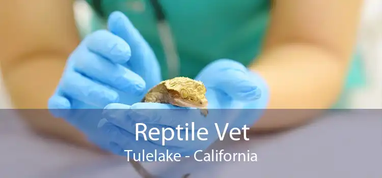 Reptile Vet Tulelake - California