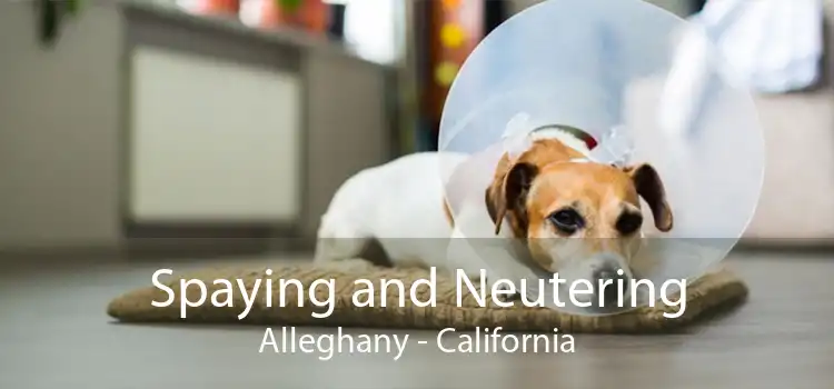 Spaying and Neutering Alleghany - California