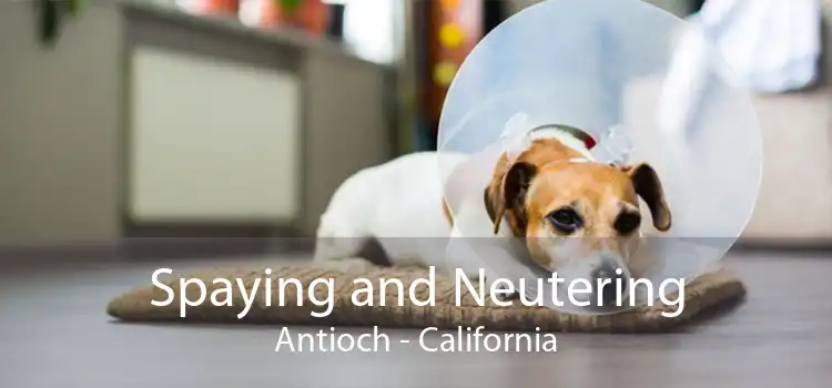 Spaying and Neutering Antioch - California