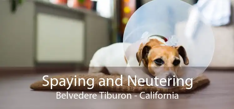 Spaying and Neutering Belvedere Tiburon - California