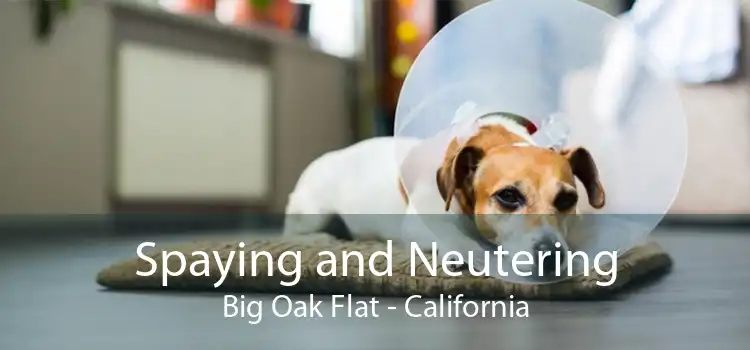 Spaying and Neutering Big Oak Flat - California