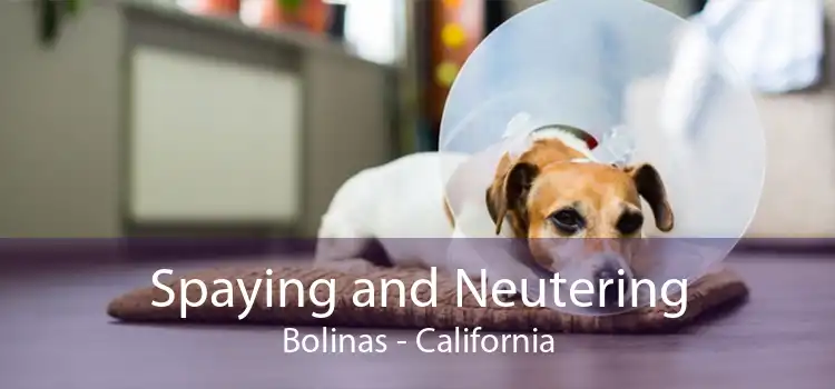 Spaying and Neutering Bolinas - California