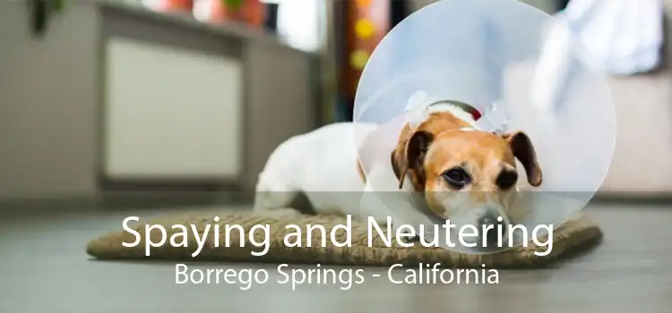 Spaying and Neutering Borrego Springs - California