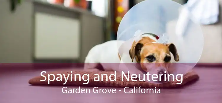 Spaying and Neutering Garden Grove - California