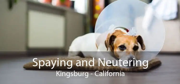 Spaying and Neutering Kingsburg - California