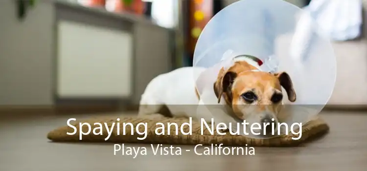 Spaying and Neutering Playa Vista - California