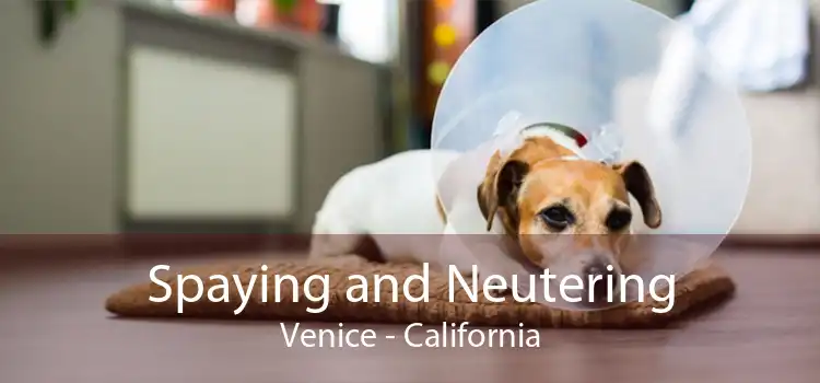 Spaying and Neutering Venice - California