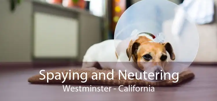 Spaying and Neutering Westminster - California