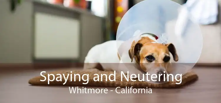 Spaying and Neutering Whitmore - California