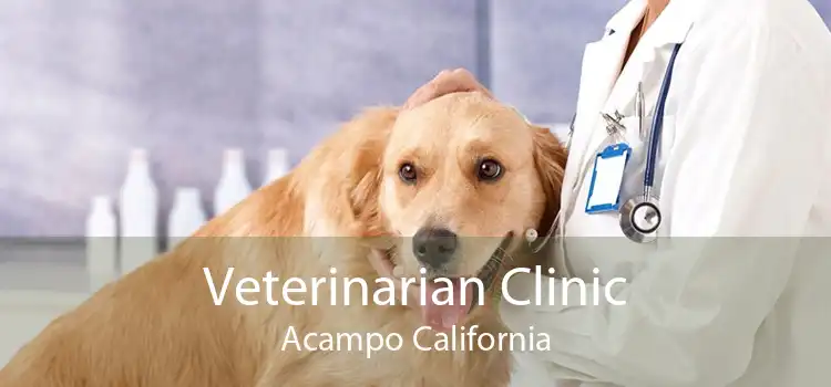 Veterinarian Clinic Acampo California