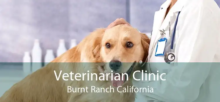 Veterinarian Clinic Burnt Ranch California