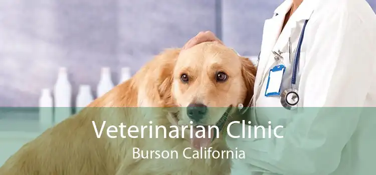 Veterinarian Clinic Burson California