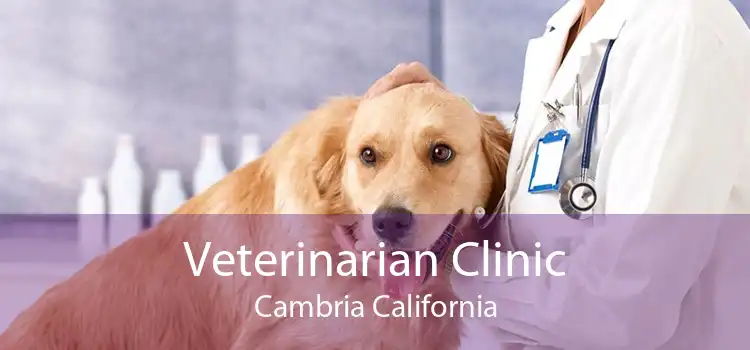 Veterinarian Clinic Cambria California