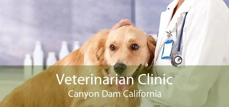 Veterinarian Clinic Canyon Dam California