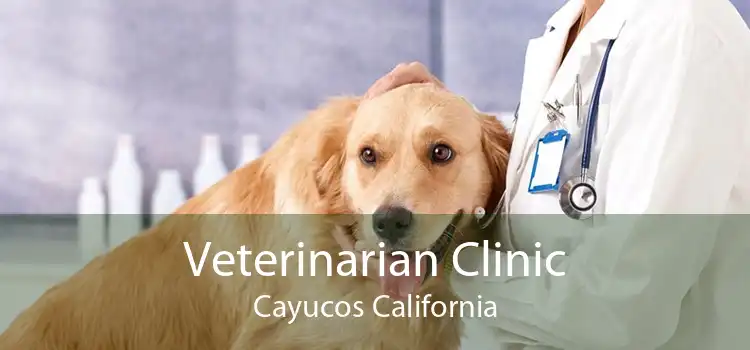 Veterinarian Clinic Cayucos California