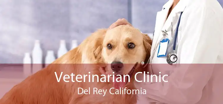 Veterinarian Clinic Del Rey California