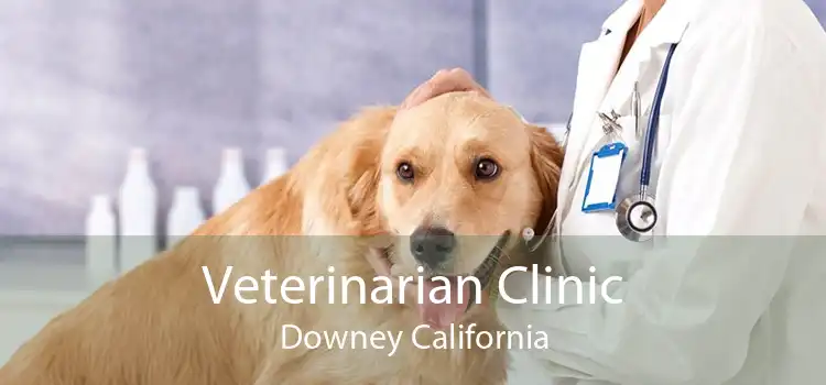 Veterinarian Clinic Downey California