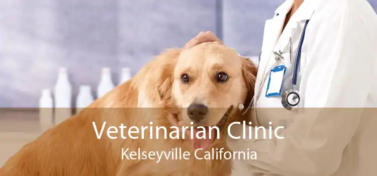 Veterinarian Clinic Kelseyville California