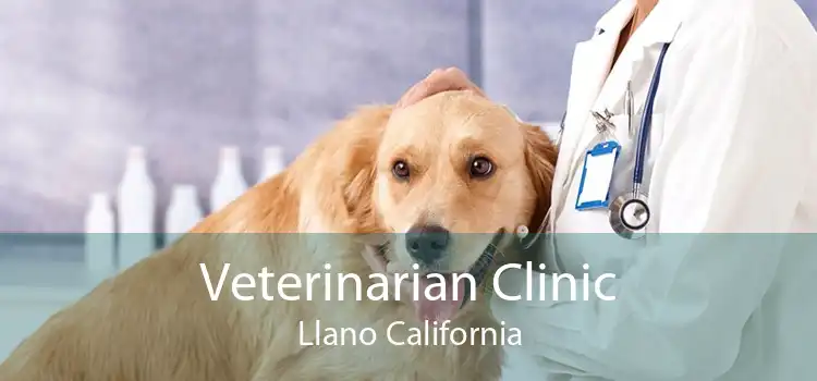 Veterinarian Clinic Llano California
