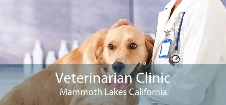 Veterinarian Clinic Mammoth Lakes California