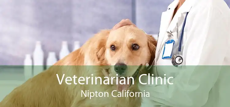 Veterinarian Clinic Nipton California