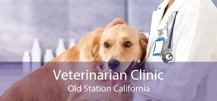 Veterinarian Clinic Old Station California