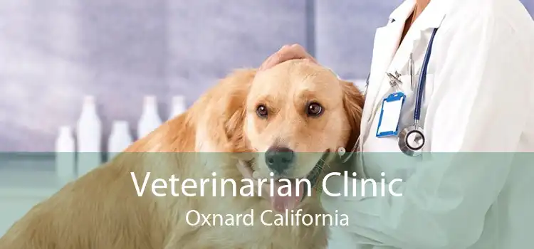 Veterinarian Clinic Oxnard California