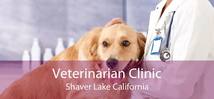 Veterinarian Clinic Shaver Lake California