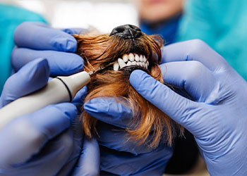 Dog Dentist in Fall River Mills