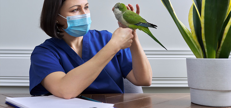 bird regular veterinary hospital in Goodyears Bar